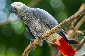An African grey parrot standing on a branch.