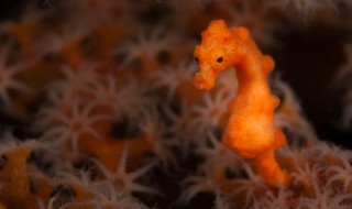 An orange pygmy seahorse next to orange-colored coral.