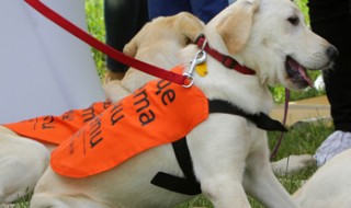A guide dog puppy in a vest.