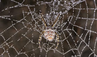 A spider in a web glistening with dew.