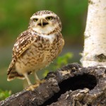 Standing Burrowing owl 