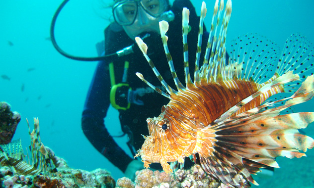 A lion fish being watched by a female scuba diver.