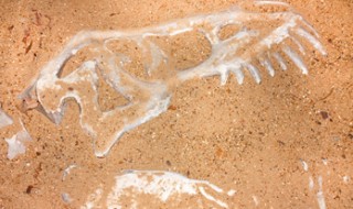 The bones of an animal or dinosaur partially uncovered in the sand.