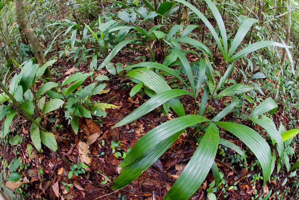 green plants on the rain forest floor