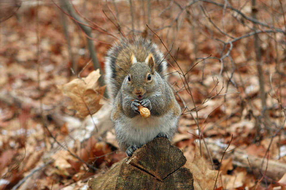 Gray squirrel holding an acorn