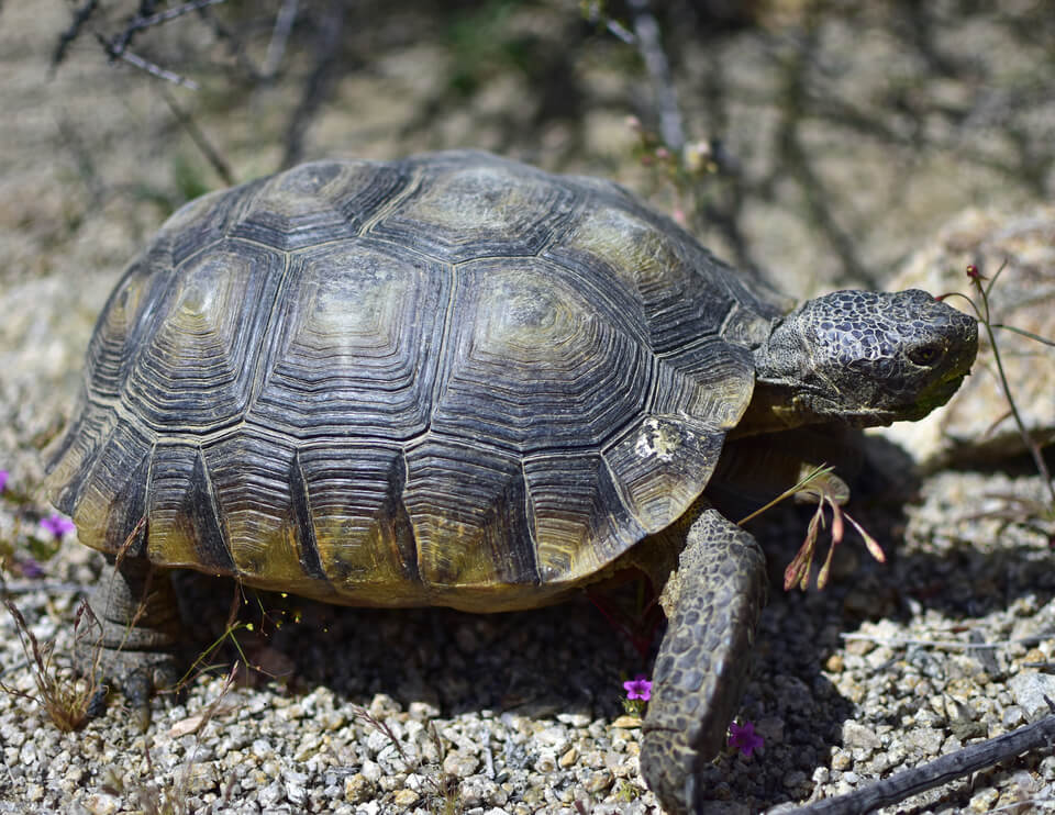 a tortoise