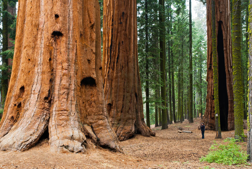 Giant Sequoia Tree