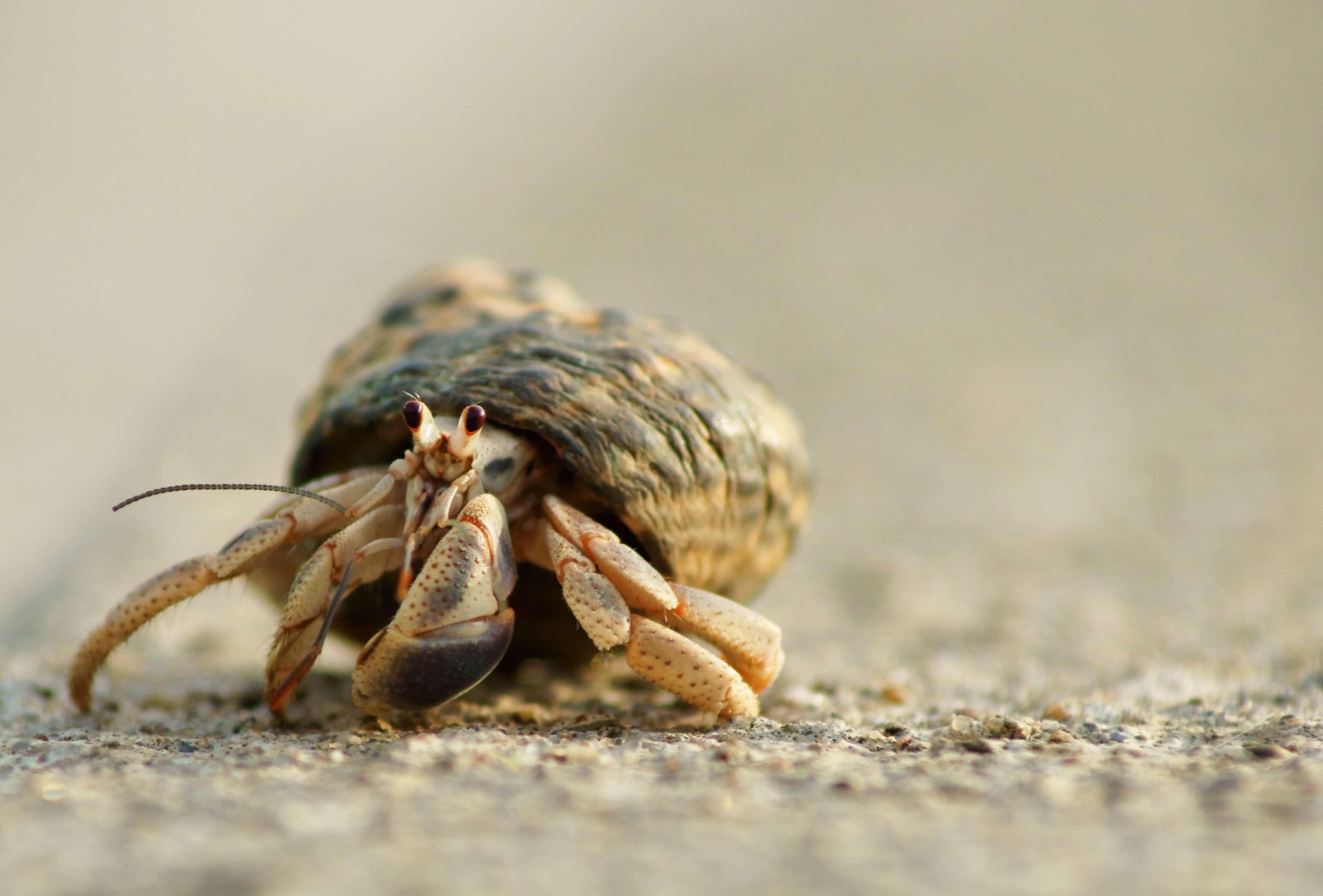 A crab walks along the sand at a beach.