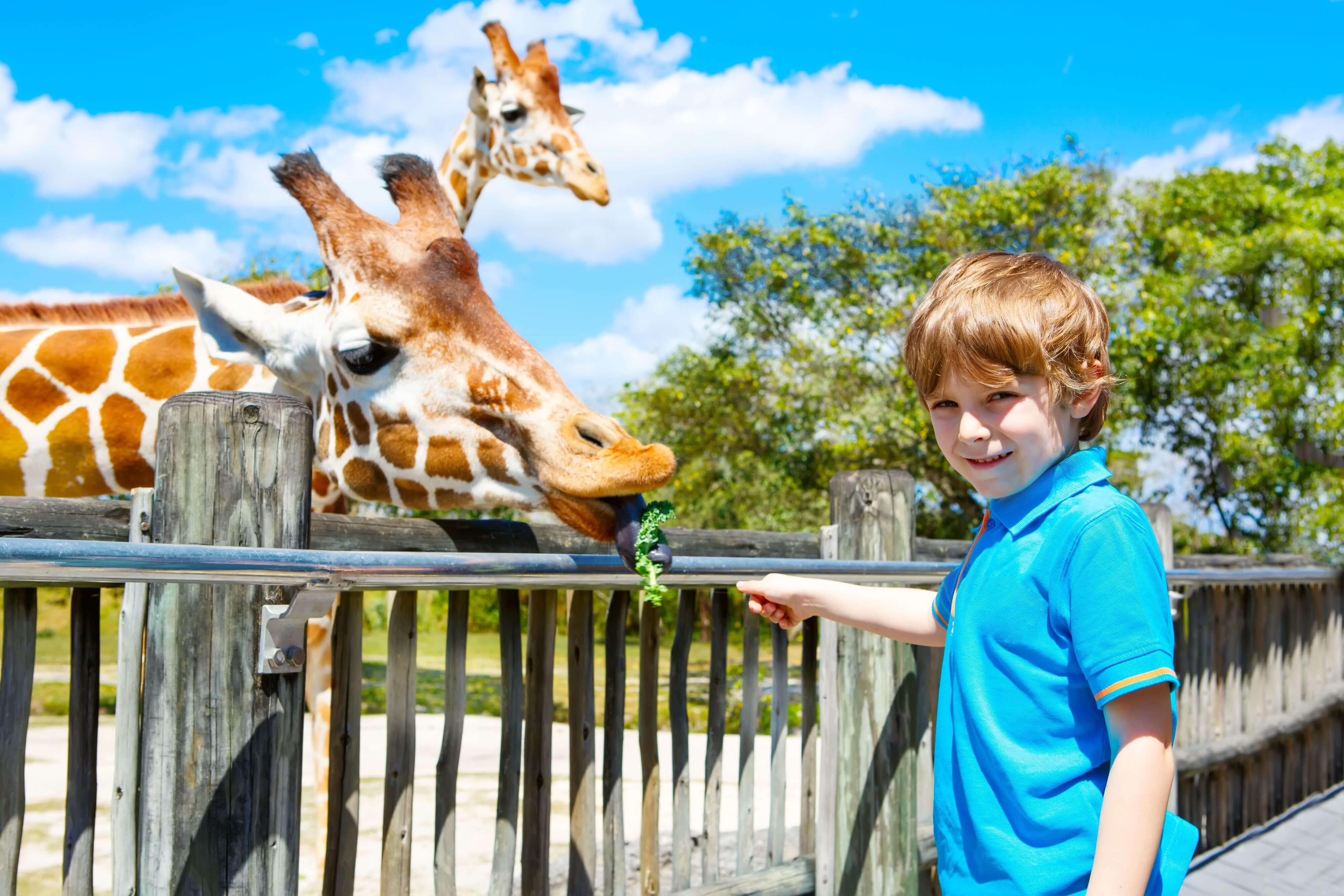 A boy smiles and feeds a giraffe at the zoo.