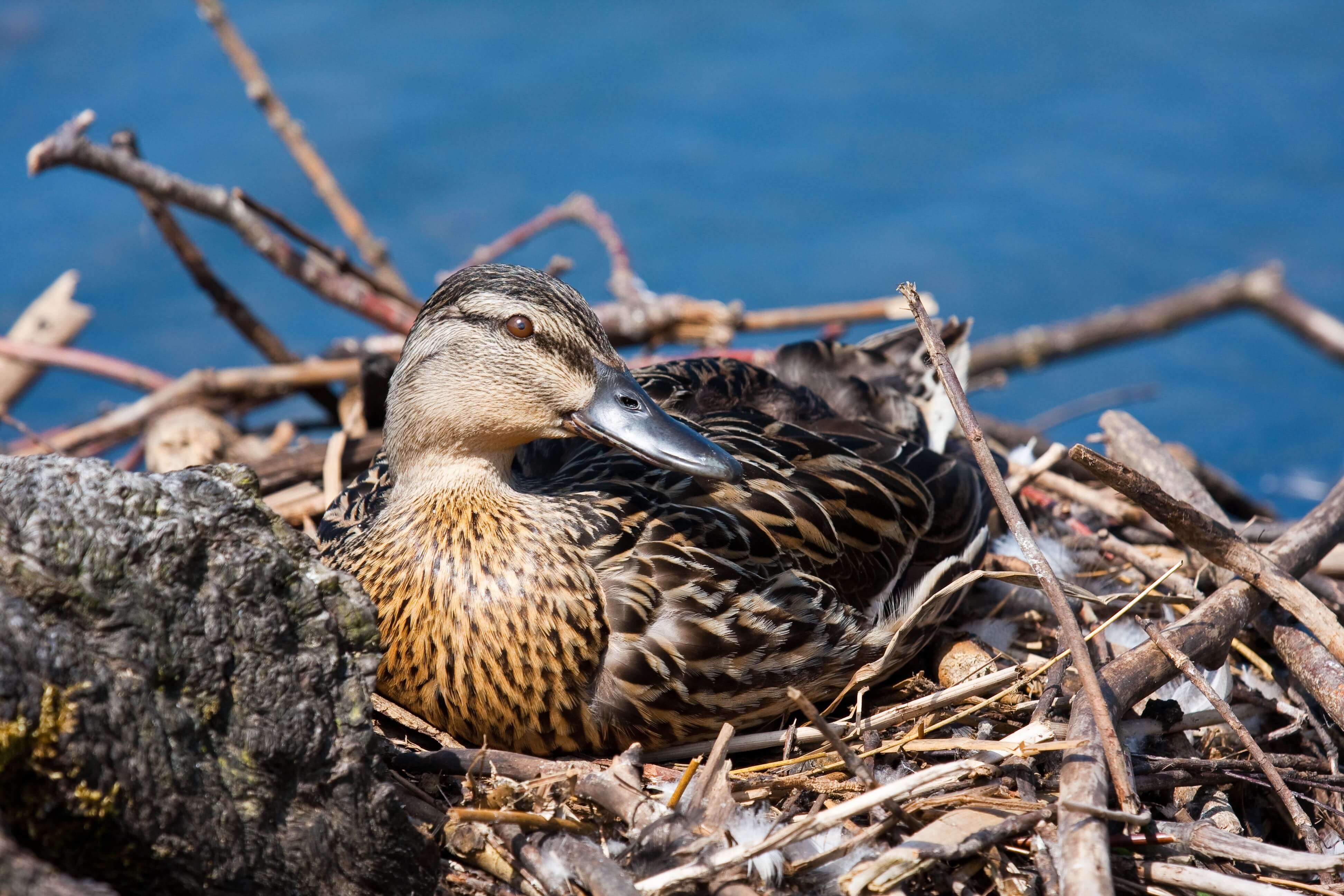 A female duck sits on the eggs in her nest.