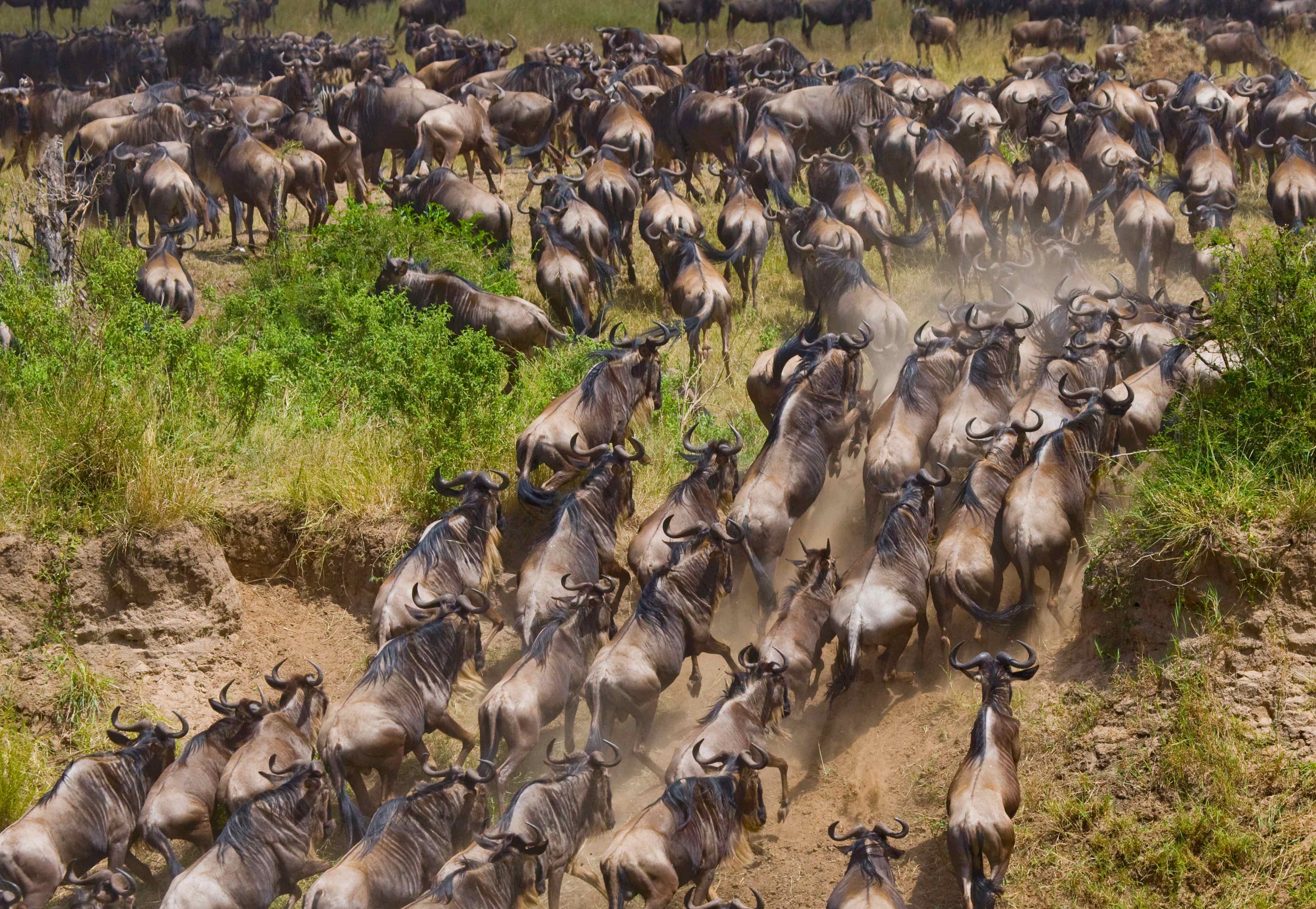 A wildebeest herd runs through the African savannah.
