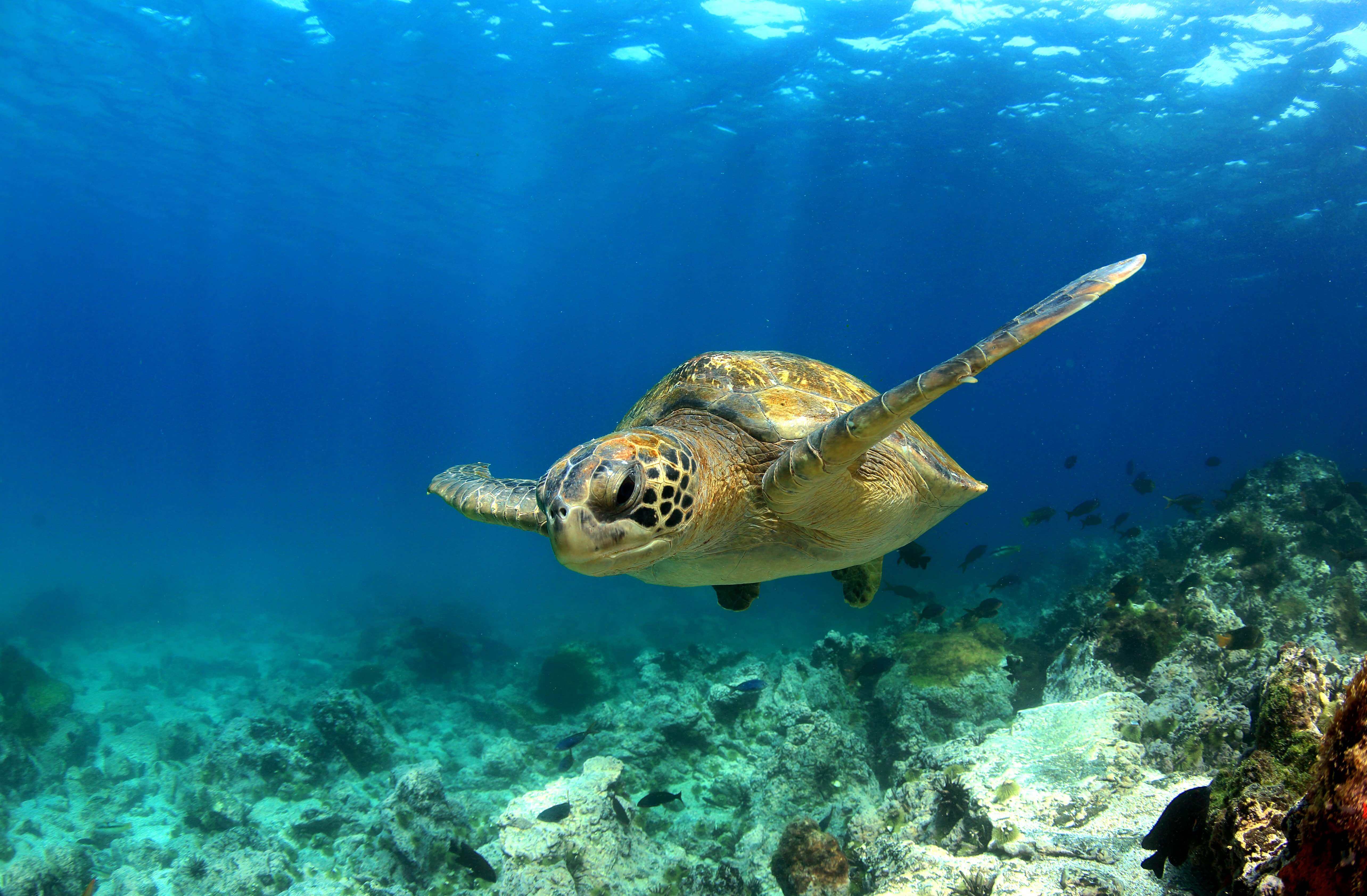 A sea turtle swims through the ocean.