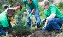 a group of volunteers plants a tree