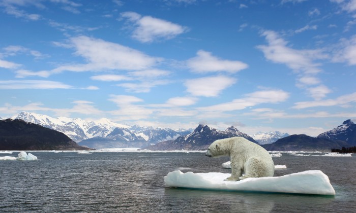 Polar bear and global warming