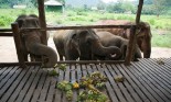 Feeding abused elephants at the Elephant Nature Park, Mae Taeng, Chiang Mai province, Thailand
