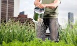 Man in jeans watering plants in an urban garden