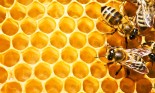 Close up view of bees working on honeycells