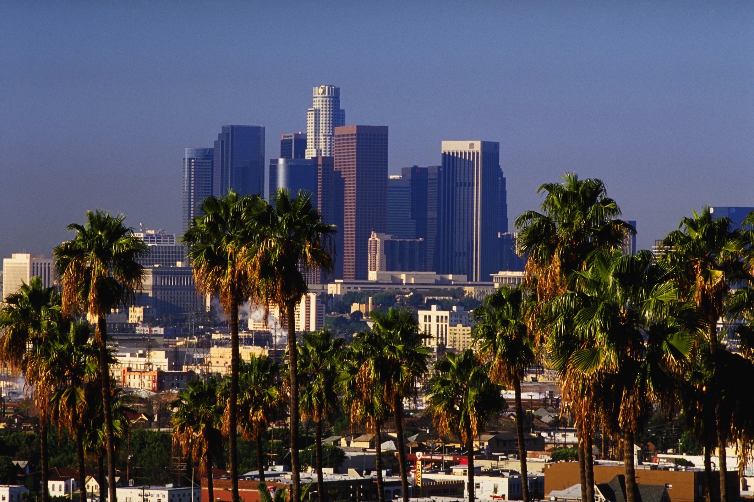Palm trees and the downtown Los Angeles skyline, California, USA | 6-12