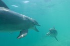 Dolphins communicating, underwater view