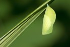 Green butterfly pupa hanging on a blade of grass