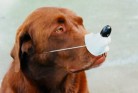 Chocolate Labrador Wearing a Fake Nose