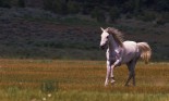 Horse running free