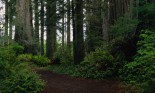 Redwood National Park