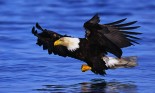 Bald Eagle Flying Low over Water
