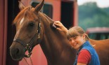 Grooming horse