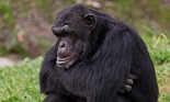 Young chimpanzee