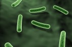 Green 3D bacteria