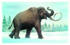 Wooly mammoth
