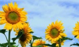 Close up of sunflowers