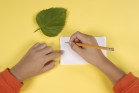 Boy writes observations about classification of leaves on index cards