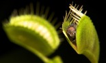 Exotic bug-eating plant, Venus flytrap