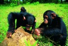chimpanzees digging
