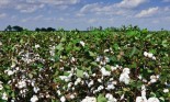 South Georgia cotton fields near Moultrie, USA