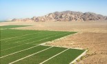 Growing crop in California desert