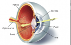 Cross-section diagram of a human eye