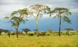 Rainy day on an African savanna
