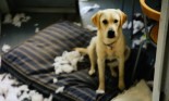 Mischievous Yellow Labrador Retriever