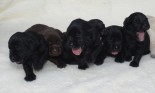 Eight lab puppies