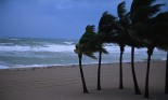 Palm trees in hurricane