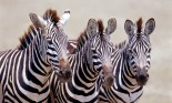 a group of three zebras