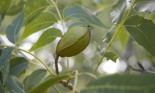 Close up of pecan on branch