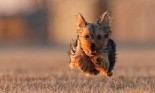 Terrier dog running