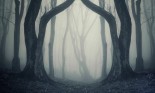 Bent trees make a magical gate in a mysterious forest with fog