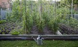 Overview of backyard Garden