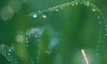 Close-up of wet blades of grass