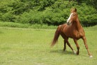 Horse making a turn while running